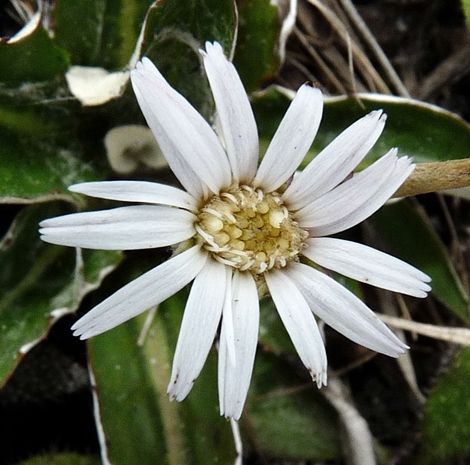 {Chaptalia tomentosa}